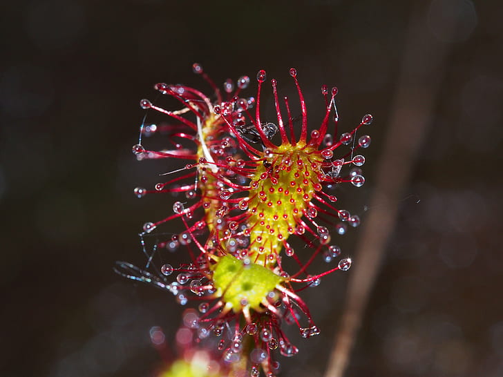 macro photography of green and red flower, macro photography, green, flower, Moor, rotundifolia, plant, carnivorous, sundew, nature, close-up, HD wallpaper