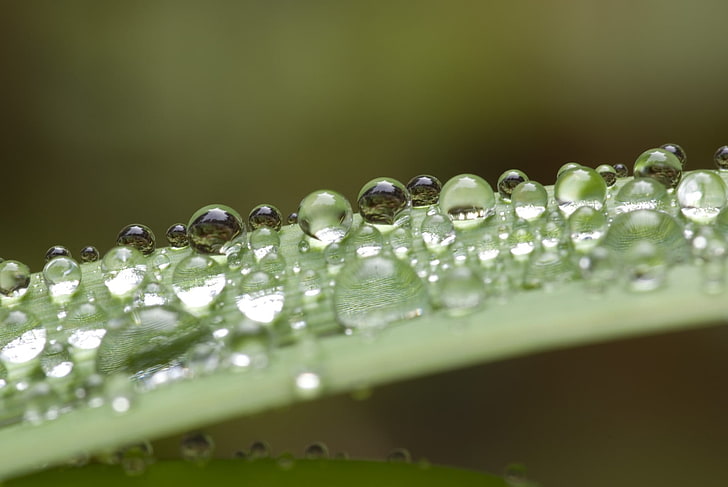 water drops, grass, water drops, closeup, HD wallpaper