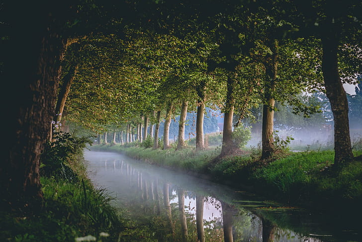 木、運河、川、霧、朝、 HDデスクトップの壁紙