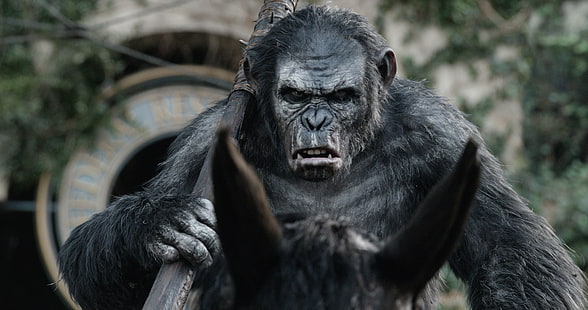 ม้าลิง Planet of the apes: การปฏิวัติรุ่งอรุณของ Planet of the Apes, วอลล์เปเปอร์ HD HD wallpaper