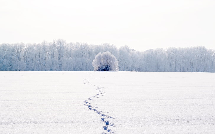 snow field, cold, winter, white, snow, trees, landscape, traces, nature, background, tree, widescreen, Wallpaper, full screen, HD wallpapers, fullscreen, HD wallpaper