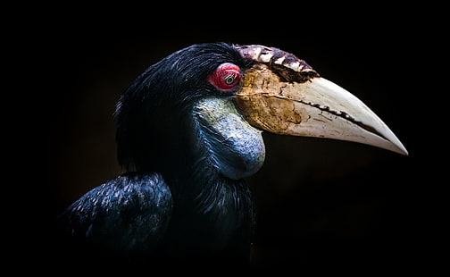 czarno-biały ptak z długim dziobem, zwierzęta, ptaki, Tapety HD HD wallpaper