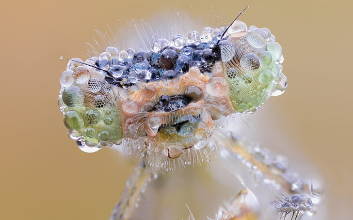 Macro Fly Water Drops, муха, макро, капли воды, HD обои