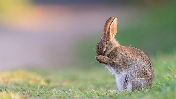 rabbit, bunny, cute, blurry, field, grass, HD wallpaper