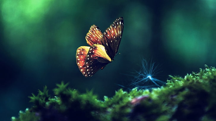 кафява и бежова пеперуда, отблизо фотография на черна и жълта пеперуда, природа, пеперуда, насекомо, макро, мъх, HD тапет
