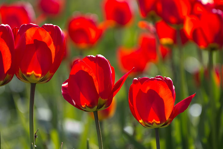 red tulip field, tulips, tulips, tulips, red, tulip, field, Flower, Torup, tulpan, nature, springtime, plant, season, beauty In Nature, yellow, multi Colored, summer, green Color, HD wallpaper