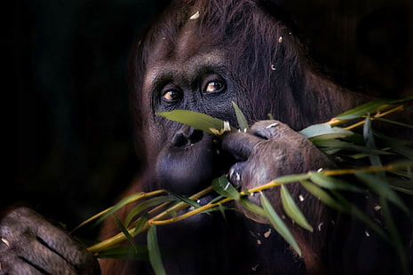 Orangutan monkey, branch, monkey, orangutan, HD wallpaper HD wallpaper