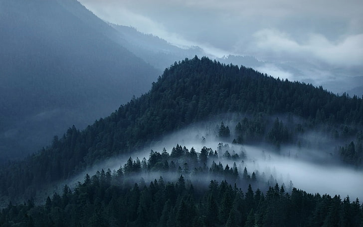 vitt och svart område matta, natur, landskap, berg, skog, dimma, moln, Alperna, HD tapet