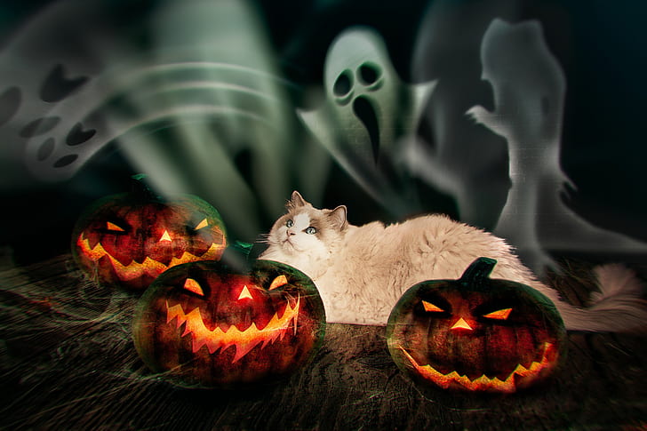 autumn, cat, look, the dark background, fear, fire, holiday, Board, photoshop, pumpkin, lies, ghosts, Halloween, evil, 31 Oct, Jack, horror, ragdoll, pugalki, HD wallpaper