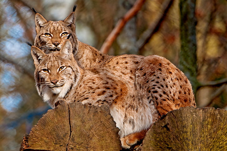 two, lynx, on the tree, HD wallpaper