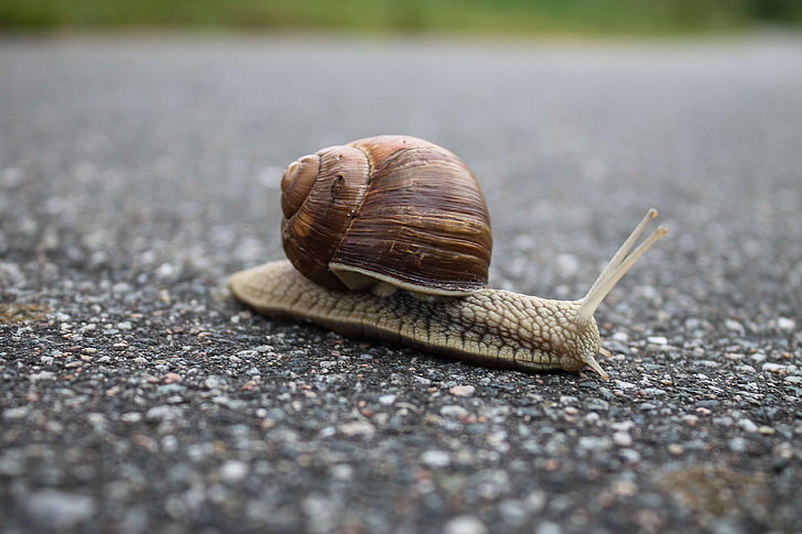 alone, animal, asphalt, brown, close up, gastropod, ground, macro, mollusc, mollusk, moving, road, shell, shellfish, slimy, slow, slug, snail, spiral, HD wallpaper