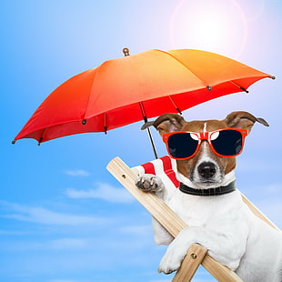 cachorro, cachorro, sol, verão, praia, óculos de sol, guarda-chuva, férias, animal, animal de estimação, céu, 4k fotos, ultra hd, HD papel de parede HD wallpaper