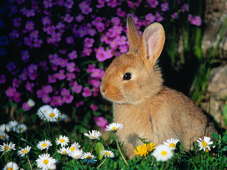 hewan kelinci bayi kelinci Hewan Lainnya HD Seni, lucu, hewan, lembut, kelinci, Wallpaper HD
