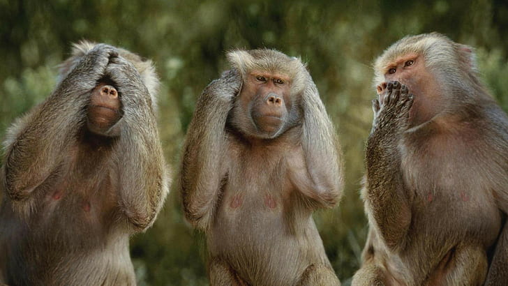 Funny Monkeys Animals, funny, funny monkeys, hdwalls, HD wallpaper