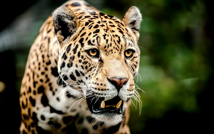 Cara de gato grande, leopardo, predador, gato grande, rosto, olhos, dentes, HD papel de parede