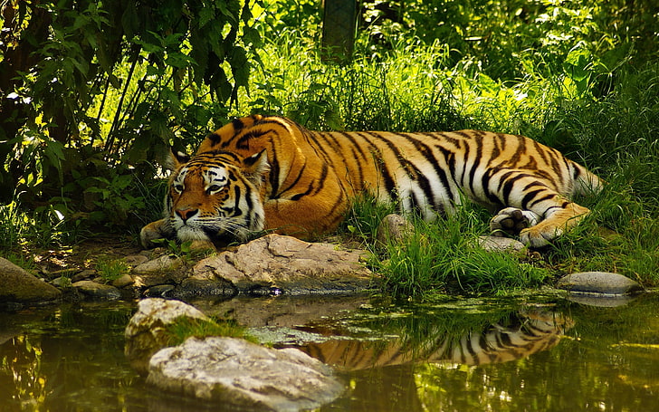 tiger, jungle, animals, pond, HD wallpaper