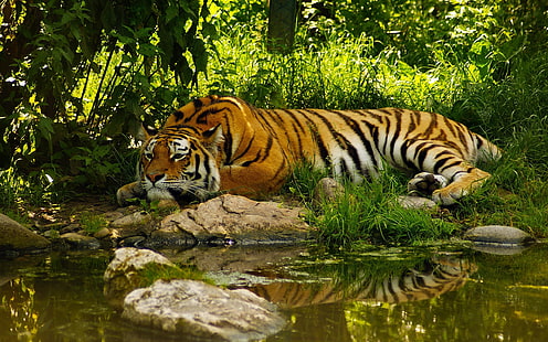 harimau, hutan, binatang, kolam, Wallpaper HD HD wallpaper