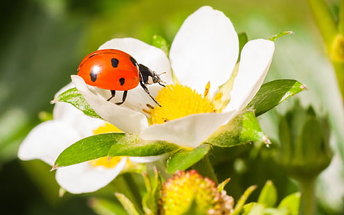 Ladybug, beetle, insect, strawberry flower, macro photography, Ladybug, Beetle, Insect, Strawberry, Flower, Macro, Photography, HD wallpaper HD wallpaper