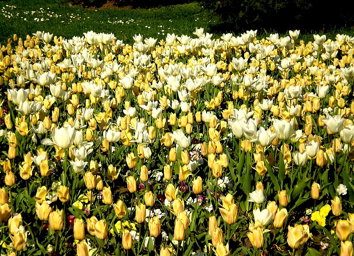 белые и желтые цветы с лепестками, тюльпаны, анютины глазки, цветы, клумба, трава, HD обои