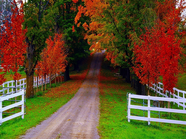 Beautiful Road and nature is also., HD wallpaper
