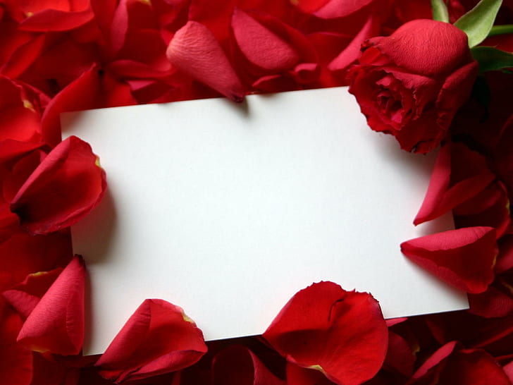 Roses Love Letter, cinta, mawar, surat, Wallpaper HD