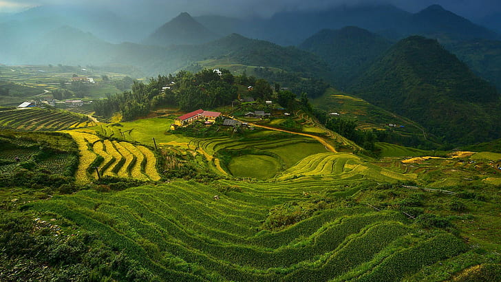 Teras Sawah di Vietnam, padi, teras, vietnam, lansekap, pegunungan, hutan, Wallpaper HD