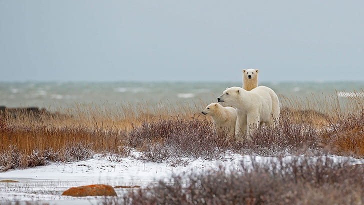 family, Canada, polar bear, Manitoba, HD wallpaper
