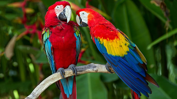 parrot, plumage, branch, exotic, red, blue, HD wallpaper