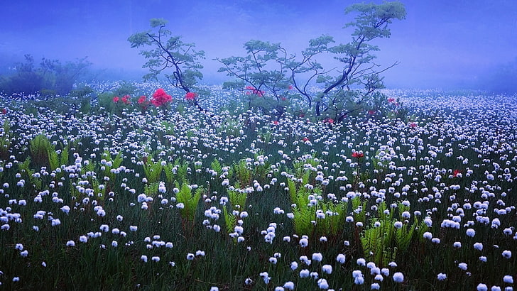 flower carpet, wildflower, field, flower, plant, meadow, fog, vegetation, sky, flora, spring, flower field, HD wallpaper