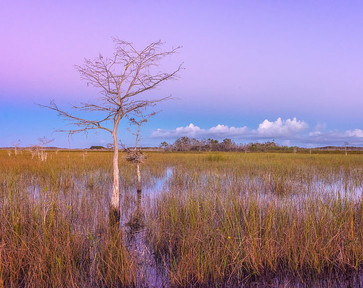 Pink Sunset, Wetlands, Everglades National Park, United States, Florida, Nature, Landscape, Grass, Sunset, Scenery, Pink, Water, High, Photography, Park, Waters, unitedstates, nationalpark, miamidade, pinksky, everglades, grassy, grassywaters, highwater, payhaokee, sawgrass, seaofgrass, HD wallpaper