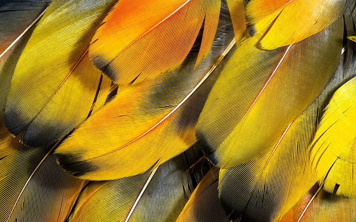 yellow and black feathers, feathers, texture, light, background, HD wallpaper