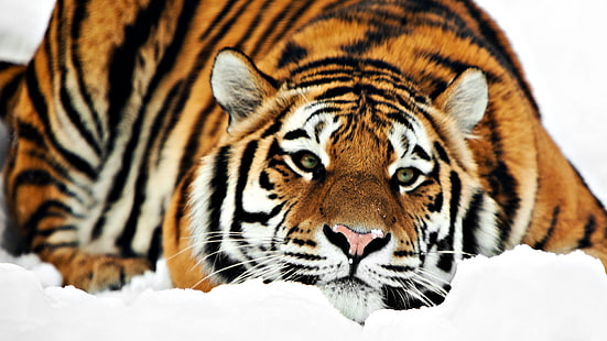 Tiger HD 1080p, черно-кафяво-бял тигър \, тигър, 1080p, HD тапет HD wallpaper