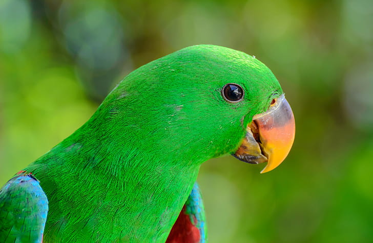 Green parrot bird, green bird, parrot, beak, bird, HD wallpaper