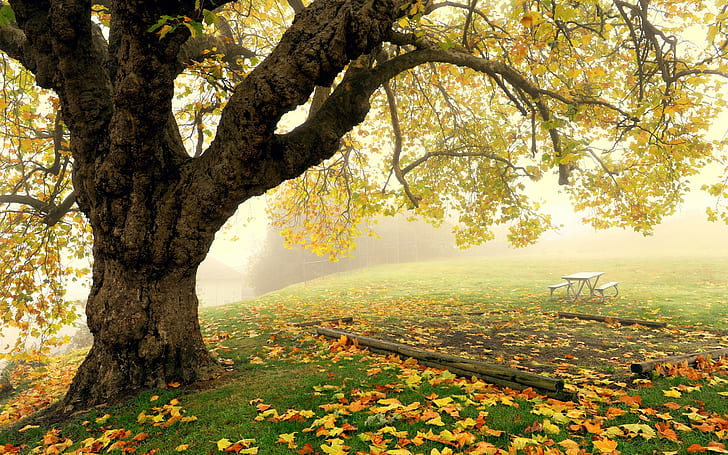 Осенний парк декорации, дерево, туман, листья, Осень, парк, декорации, дерево, туман, листья, HD обои