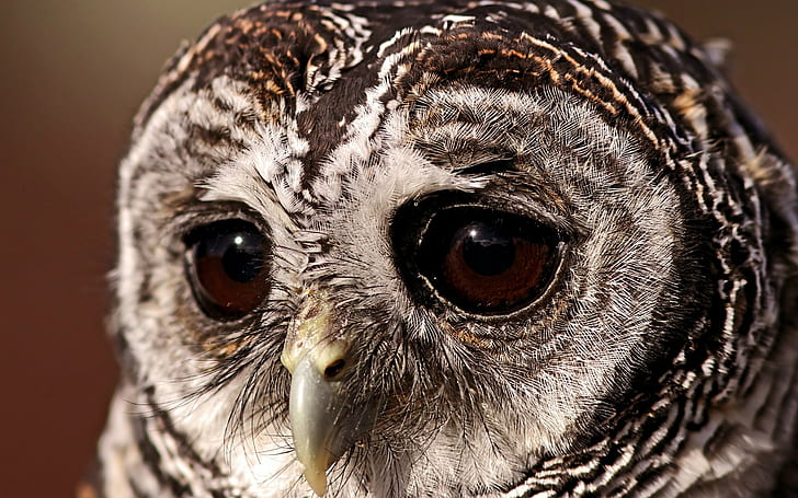 bird, eyes, owl, sad, sovushka, tawny, HD wallpaper