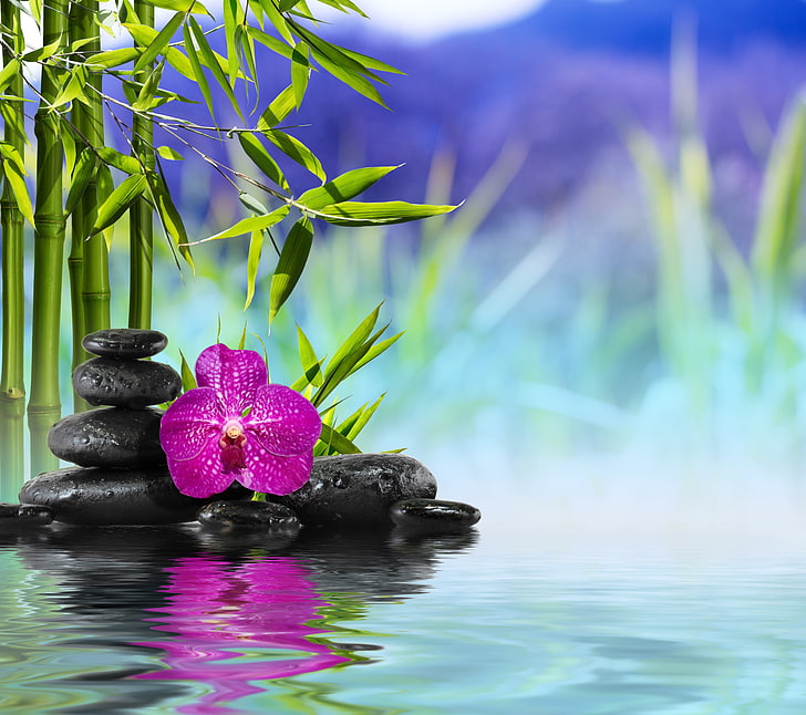 orquídea rosa y piedras negras, flor, agua, piedras, bambú, orquídea, reflexión, spa, zen, Fondo de pantalla HD