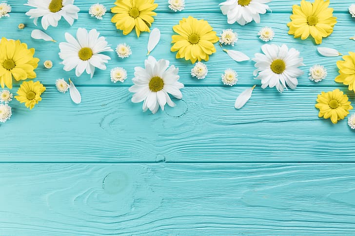 flowers, chamomile, yellow, white, wood, blue, blue background, camomile, HD wallpaper