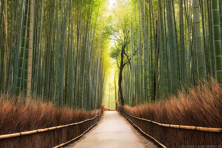 landscape, nature, path, bamboo, trees, forest, temple, HD wallpaper