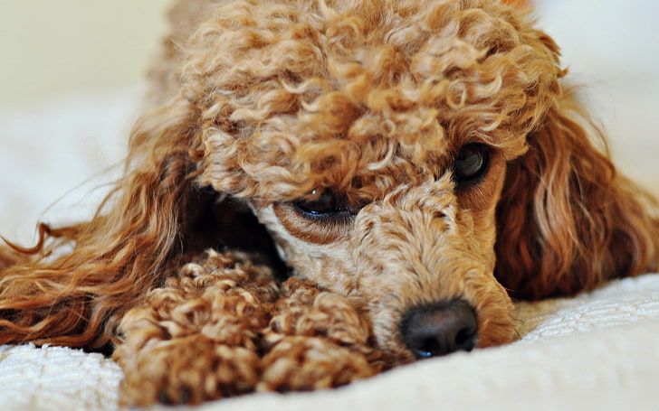 long-coated brown dog, poodle, dog, curly, face, HD wallpaper