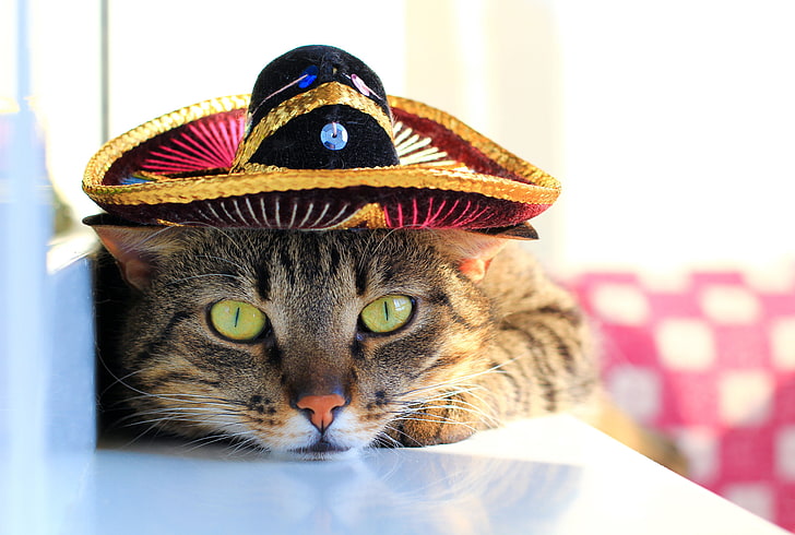 eyes, cat, mustache, hat, paws, blur, muzzle, green, tail, color, striped, looks, Tomcat, bokeh, sombrero, Mexican, wallpaper., HD wallpaper