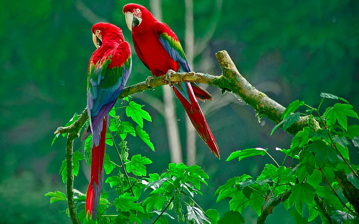parrot, macaws, birds, animals, branch, plants, HD wallpaper
