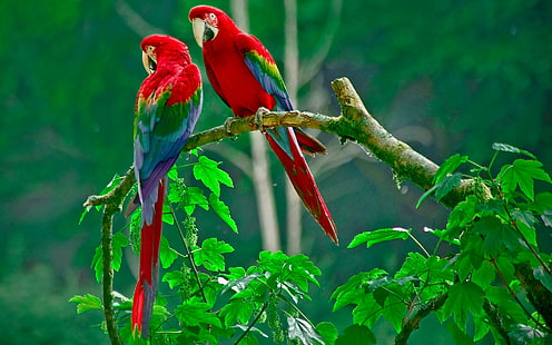 parrot, macaws, birds, animals, branch, plants, HD wallpaper HD wallpaper