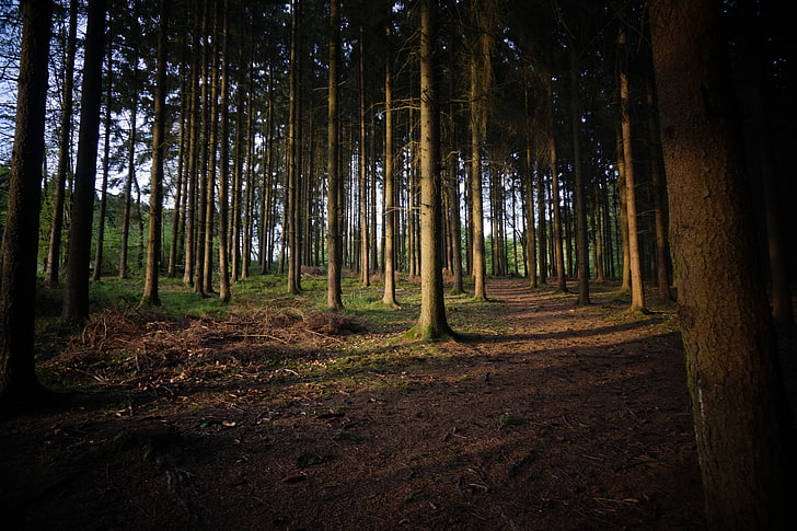 troncos de árboles marrones, bosque, Fondo de pantalla HD