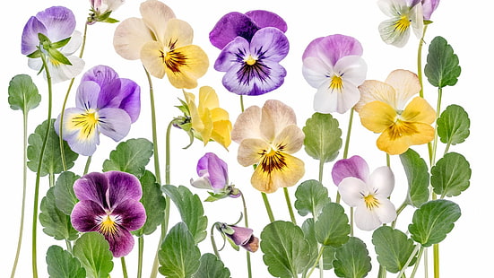 цветок, растение, фиалка, анютины глазки, альт, HD обои HD wallpaper