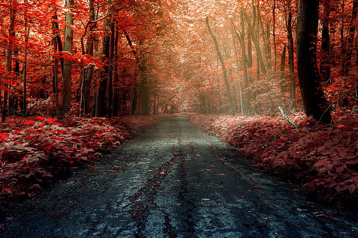 red leafed trees, photography of road with red tree, forest, road, trees, fall, HD wallpaper