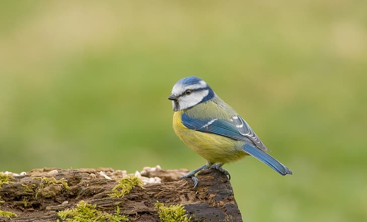 bird, tit, blue tit, HD wallpaper