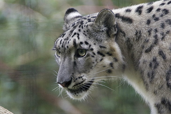 selective focus photography of adult leopard, Watchful, eye, selective focus, photography, adult, Metro Richmond Zoo, Richmond  VA, Virginia, October  2016, animal, mammal, Snow leopard, Panther, DSC, Photo, Day, wildlife, carnivore, animals In The Wild, nature, undomesticated Cat, danger, large, endangered Species, leopard, africa, fur, big Cat, HD wallpaper