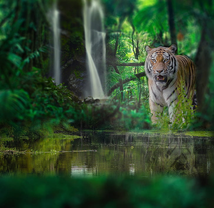 Forest, water, tiger, waterfall, jungle, wild cat, HD wallpaper |  Wallpaperbetter