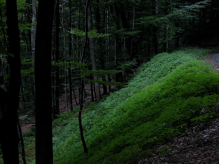 Waldbildhintergründe, HD-Hintergrundbild