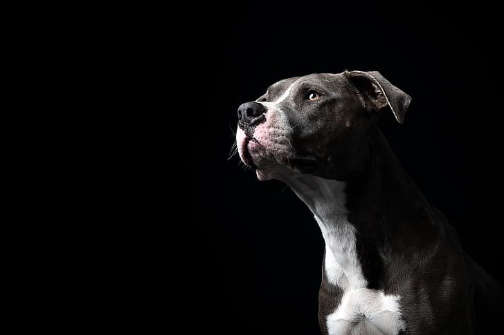 ansikte, porträtt, hund, svart bakgrund, American Staffordshire Terrier, Амстафф, HD tapet
